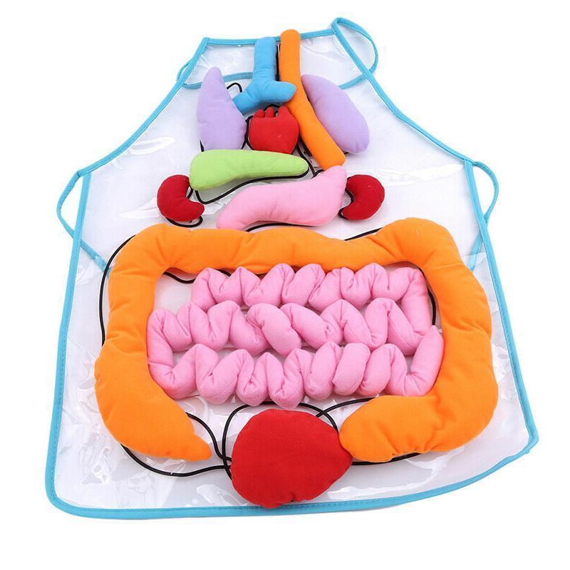 Body Anatomy Apron - An Educational Toy for Children